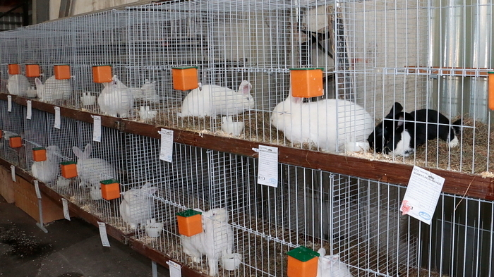 Klicken Sie sich durch die Fotos der Kleintierschauen!