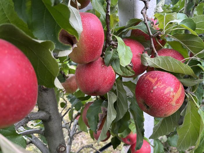 Frostschäden an Apfelkulturen