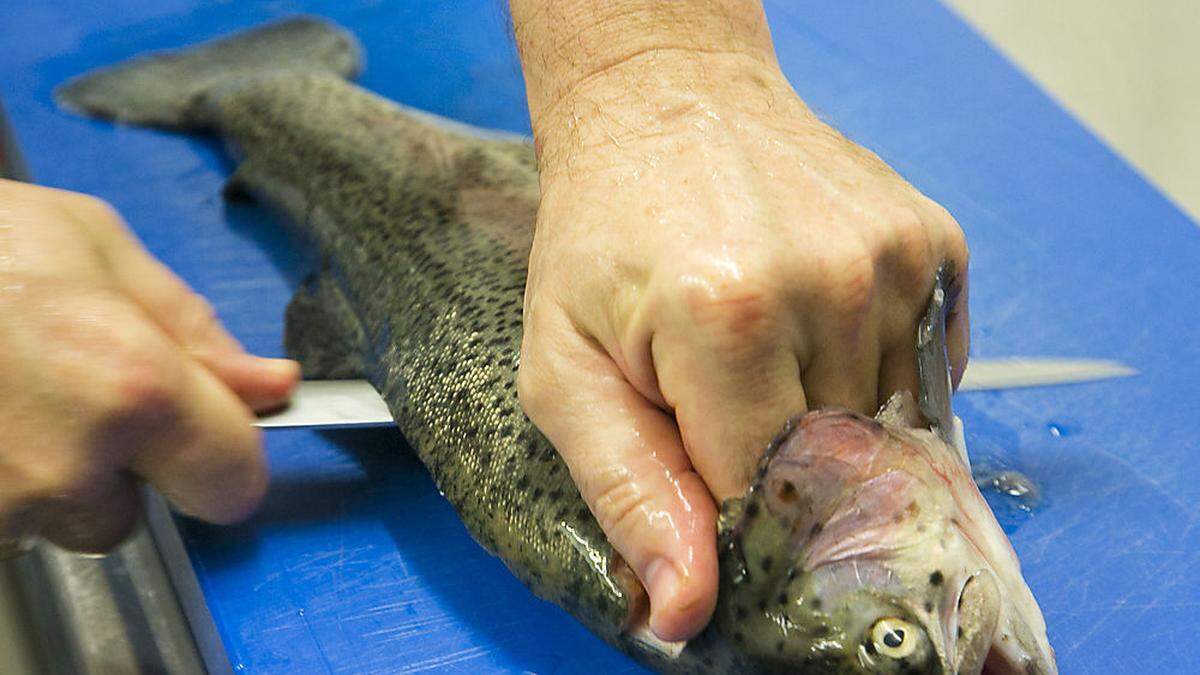 Die Lachsforellen gelten als gesuchter Speisefisch