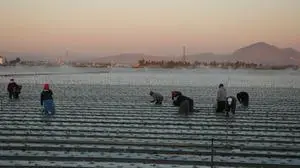 Bildnummer: 53827778  Datum: 07.10.2005  Copyright: imago/Manfred Segerer
Arbeiter aus Mexiko arbeiten als Erntehelfer im Süden von Kalifornien kbdig xsk 2005 quer Ernte, Mexico, Mexiko, Mexikaner, Mexicans, Helfer, Landwirtschaft, Erntehelfer, Feld, Felder, o0 Gesellschaft Arbeitswelten Dämmerung

Bildnummer 53827778 Date 07 10 2005 Copyright Imago Manfred Segerer Workers out Mexico Work as Harvest helpers in South from California Kbdig xSK 2005 horizontal Harvest Mexico Mexico Mexicans Mexicans Helper Agriculture Harvest helpers Field Fields o0 Society world of work Dusk 