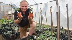 Manfred Schlögl hütet in seinem Folientunnel etwa 1200 Jungpflänzchen 