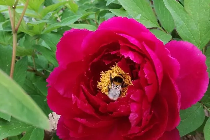 Helga Kohl aus Wernberg hat eine nette Besucherin im Garten und diese hat sie mit der technischen Assistenz ihrer Tochter Nina gleich vor die Linse gebracht.  