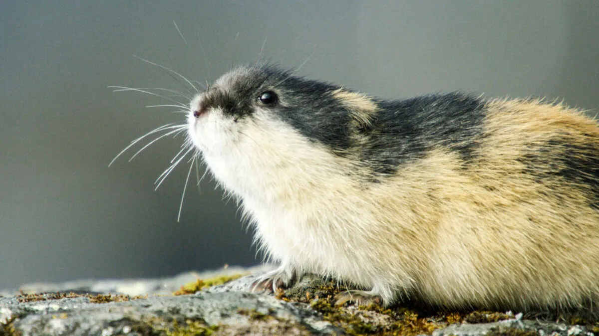 "Norwegen - Die sagenhafte Welt der Lemminge", ORF 1, 20.15 Uhr