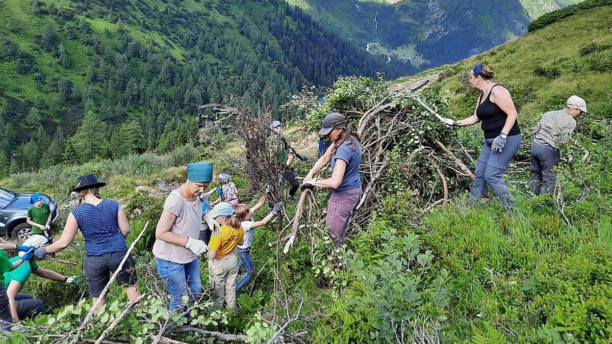 Teilnehmer beim Entfernen von Grünerlen 	 