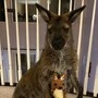 Wallaby mit einem kleinen braunweißen Wallaby-Stofftier blickt von einer Empore, die mit einem weißen Gitter abgesichert ist, in die Kamera 