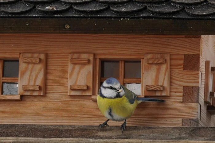 Den Schnappschuss am Futterhaus hat Leser-Reporter Kurt Niederberger aufgenommen. „Die Blaumeise mit dem Sonnenblumenkern im Schnabel soll uns nicht auf die Fütterung unserer Vögel im Winter vergessen lassen“, sagt er.