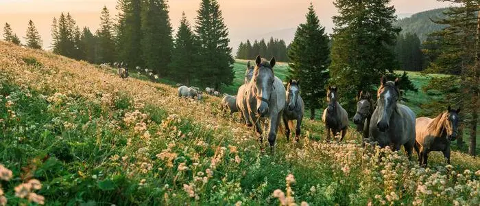 „Lipizzania“ feiert in Köflach Premiere