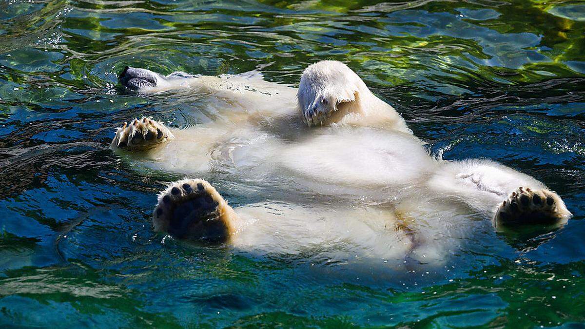 Auch die Tiere suchen Abkühlung