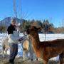 Winterwonderland für Vanessa Herzog mit ihren Alpakas in Ferlach