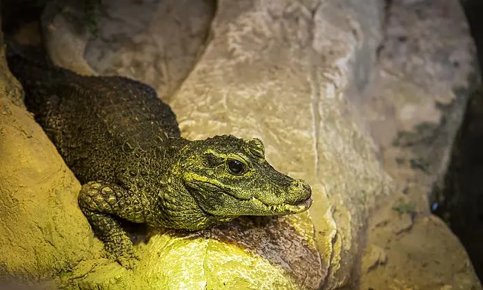 Das afrikanische Stumpfkrokodil "Sabsi"