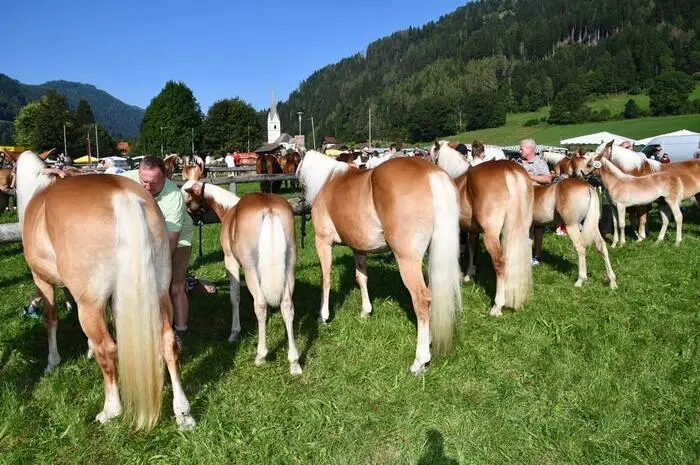 Mit der Qualität der Zuchtfohlen sei man ganz vorne in Österreich, zeigt sich Zuchtleiter Harald Reicher zufrieden.
