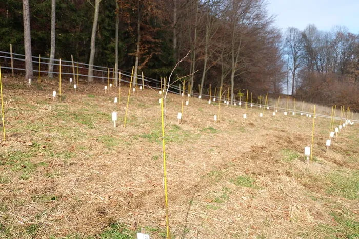 Ein paar Gehminuten weiter haben die zwei im Vorjahr eine Trüffelplantage angelegt.