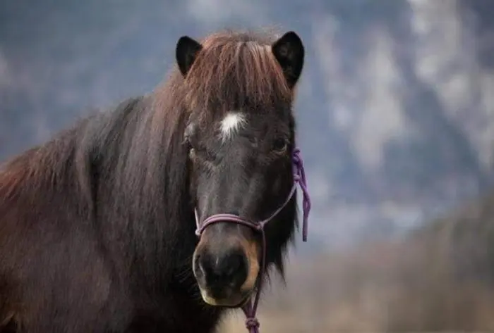 Die 16-jährige „Hali“ tauchte in Kärnten wieder auf 