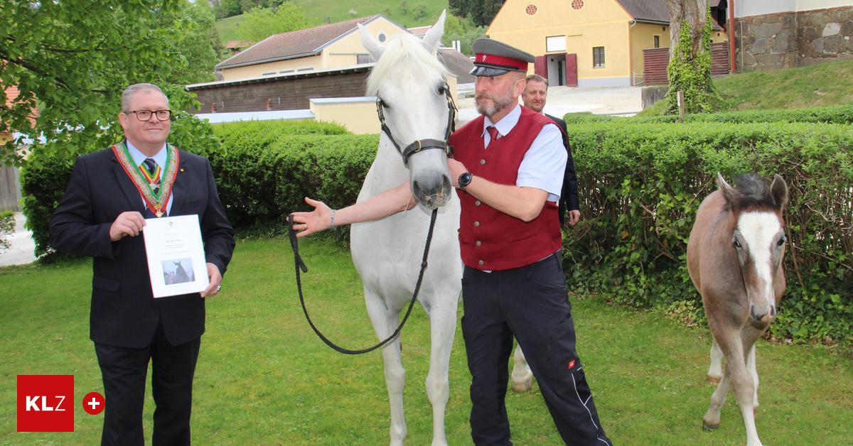 Die Weinritter der Lipizzanerheimat sind Paten eines Lipizzanerhengstes