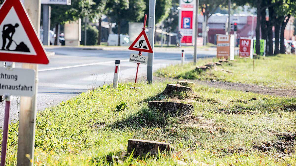 Noch bis vor zwei Tagen stand an dieser Stelle noch eine prächtige Baumallee 