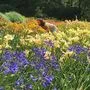 Tausende Taglilien verwandeln den Garten im Sommer in ein Blütenmeer