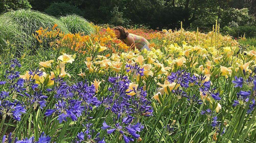 Tausende Taglilien verwandeln den Garten im Sommer in ein Blütenmeer