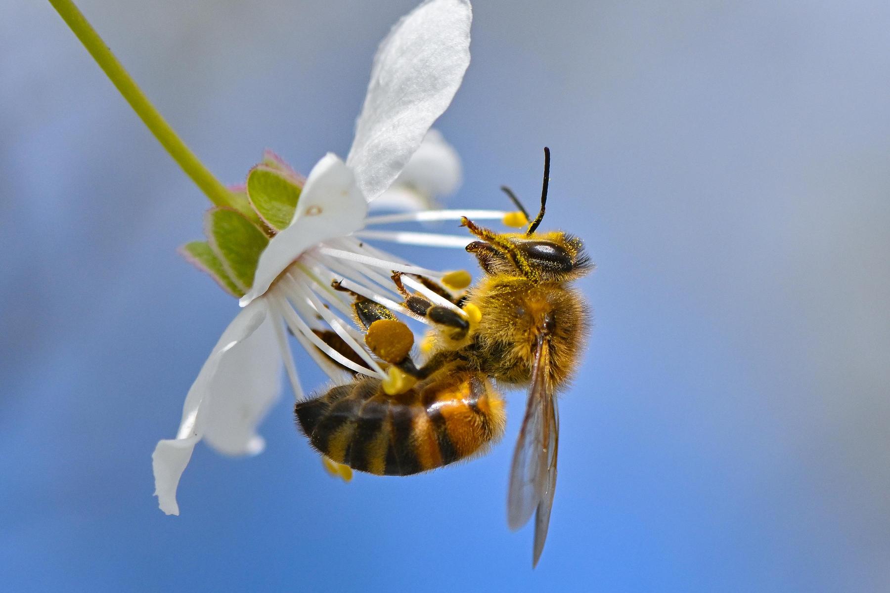 Vier Hektar für Bienen: In Etzersdorf befindet sich die größte „BeeWild“-Fläche der Steiermark