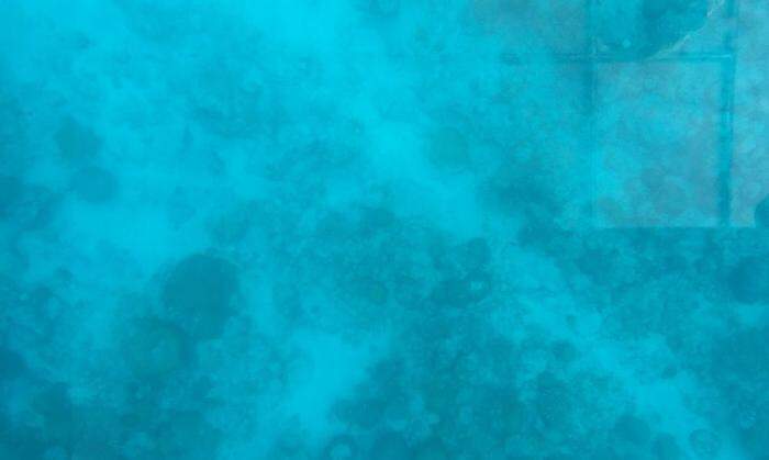 Die Unterwasserwelt hat an Farbenvielfalt verloren