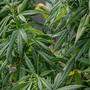 Über das sogenannte Cannabis-Crowdgrowing-Projekt &quot;Juicy Fields&quot; sollen Anleger rund 400 Millionen Euro verloren haben