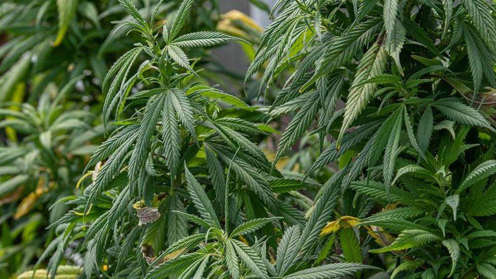 Über das sogenannte Cannabis-Crowdgrowing-Projekt &quot;Juicy Fields&quot; sollen Anleger rund 400 Millionen Euro verloren haben