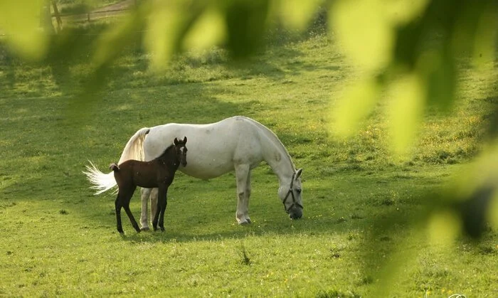 Überraschen Sie Ihre Mama am 8. Mai mit einem Festessen in den Prunksälen von Schloss Piber, Gestütsführung und Präsentation der Mutterstuten mit ihren Fohlen