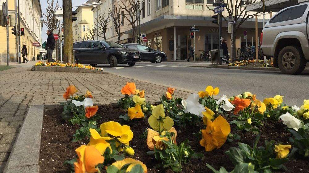 In Klagenfurt gibt es schon die ersten Frühlingsblüher