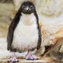 Zersaustes Pinguin-Küken 