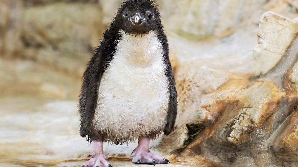 Zersaustes Pinguin-Küken 