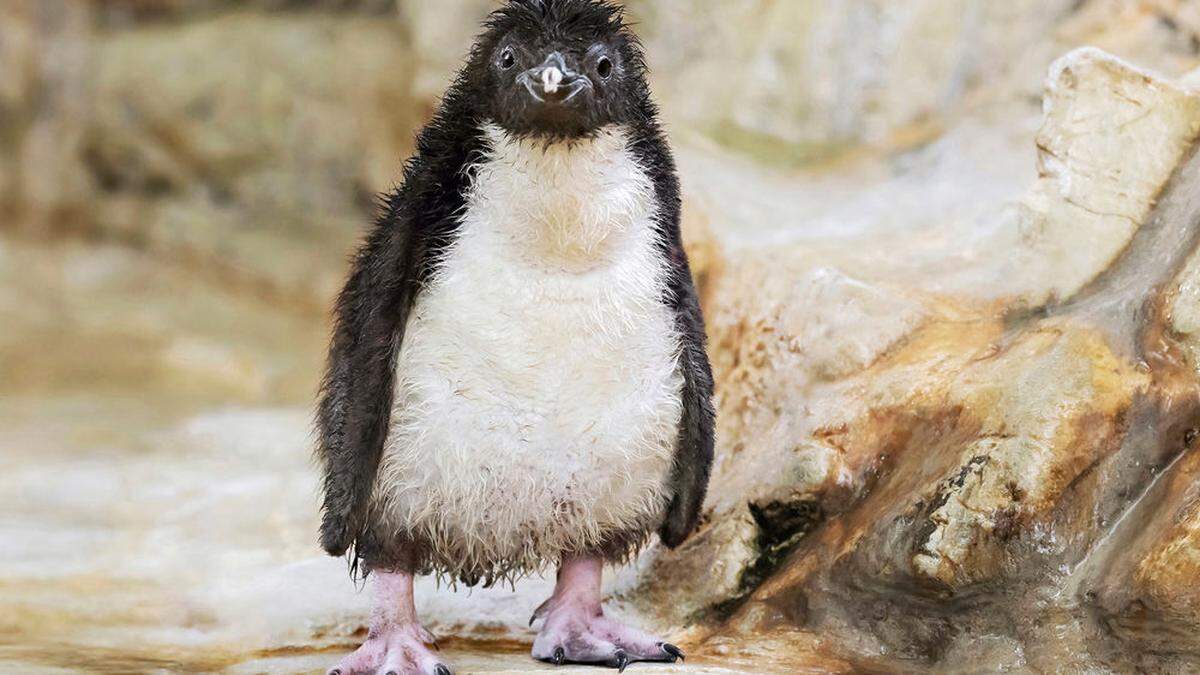 Zersaustes Pinguin-Küken 