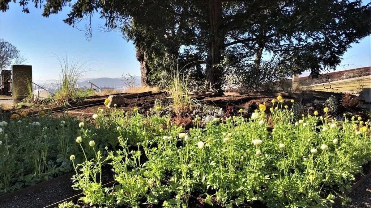 Immer mehr Frühlingsboten säumen Plätze und Wege in Graz