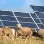 Schafe sind besonders geeignet, um unter PV-Anlagen zu weiden