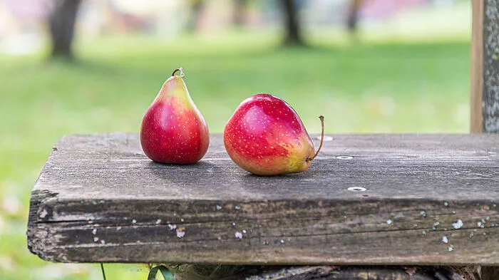 Ja, diese seltene, in der Steiermark gerade wieder aufgetauchte Sorte wird tatsächlich "Birnenförmiger Apfel" genannt.