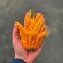 Buddhas Hand nennt sich diese Zitrusfrucht. Sie wächst bei Stefan Kirchengast in Schützing