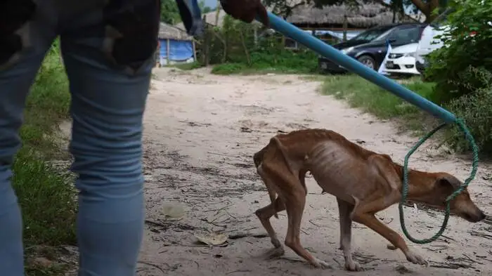 Rund 100.000 Streunerhunde leben in Rangun in Myanmar.