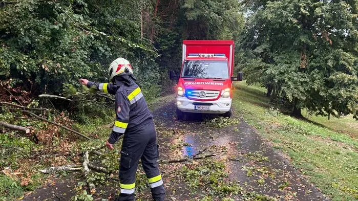 Die Feuerwehren hatten hautpsächlich umgestürzte Bäume zu entfernen (Sujetbild)