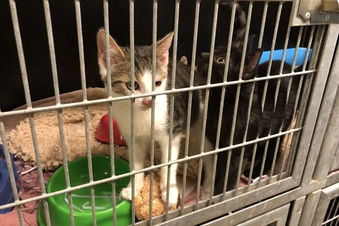 61 Katzen warten im Tierheim auf ein neues Zuhause