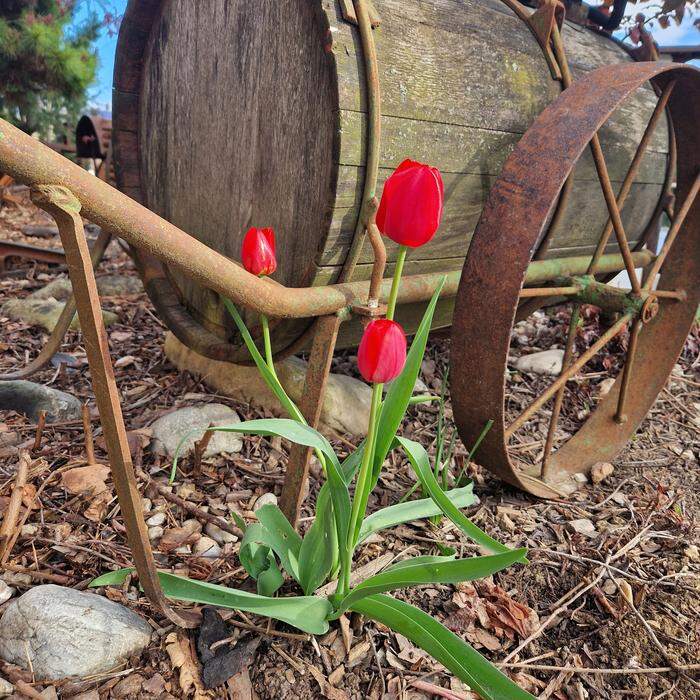  Altes und Neues | Was für ein hübscher Farbklecks inmitten der alten, teils rostigen, Geräte. Unser Leserreporter schreibt zu seinem Foto: „Die Tulpen, die mit aller Kraft der Sonne entgegen sprießen, bereiteten uns einen Moment der Freude.“