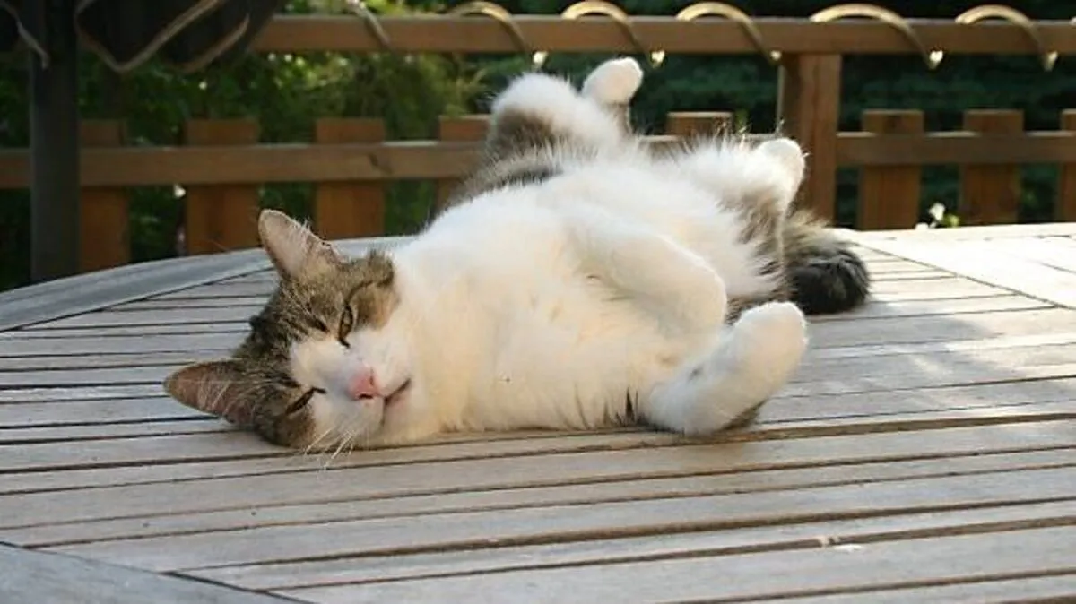 Katze Selma genießt den Spätsommer 