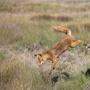 Ein Fuchs gilt allgemein hin als klug 