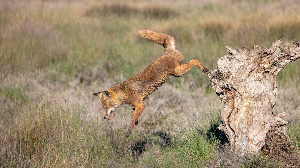 Ein Fuchs gilt allgemein hin als klug 