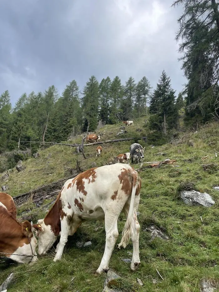 Steile Flächen erschweren die Arbeit in Assling, und es ist nach wie vor viel Handarbeit gefordert