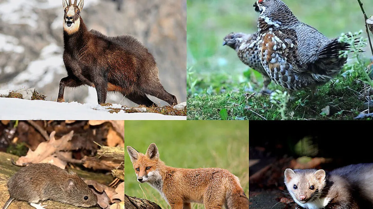 Mit dem 1. April beginnt das steirische Jagdjahr