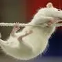 Kada, an albino female rat trained by Alison Smith of Lincoln, Neb, struggles to stay on the rope as it competes in the tight rope event at the Xtreme Rat Challange competition at the Nebraska Wesleyan University in Lincoln, Neb., on Thursday, Dec. 1, 2005. The rats participating in the annual Xtreme Rat Challange are trained by students taking a psychology course at the university. (AP Photo/Nati Harnik)