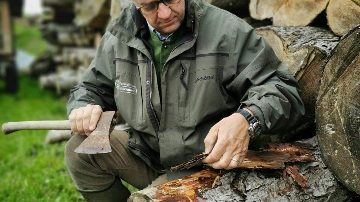Laut Norbert Seidl, Obmann des Steiermärkischen Forstvereins, helfen die massiven Regenfälle im Kampf gegen Schädlinge
