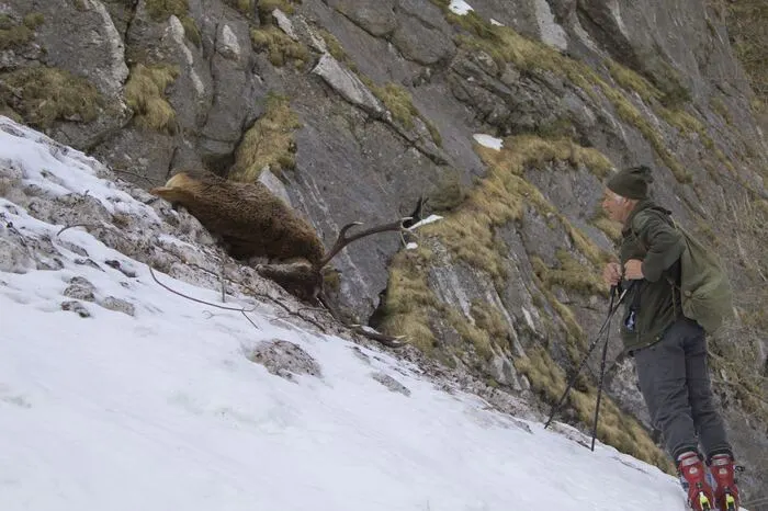 In einer Staublawine im Ausseerland sind 30 Hirsche verendet. Jetzt, wo sich die Schneemassen langsam zurückziehen, wurden mehrere Kadaver aufgefunden.