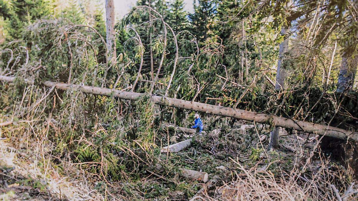 Fast jedes Jahr müssen Waldbesitzer in Kärnten mittlerweile Sturmschäden aufarbeiten, wie hier in Bad Eisenkappel, 