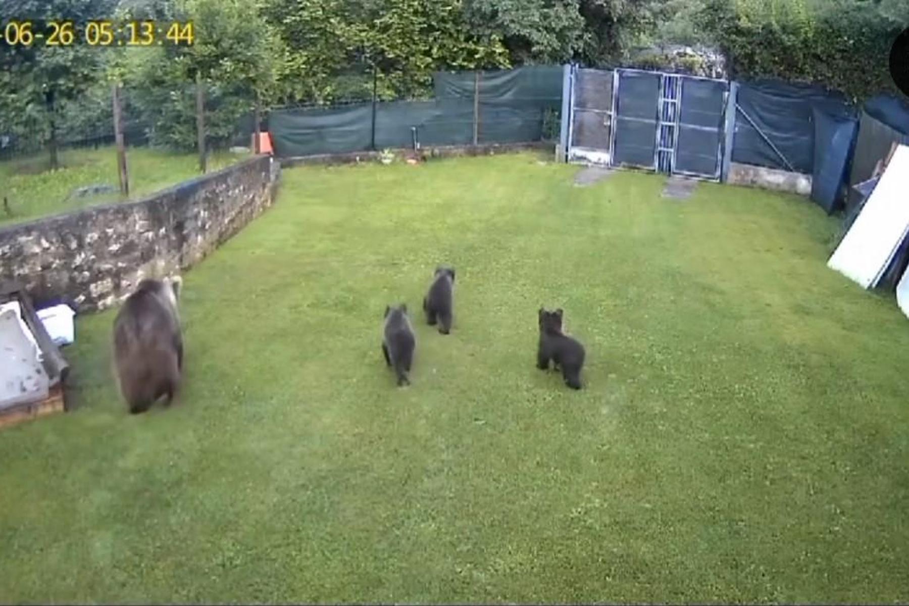 Video geht viral  : Bärenmutter spaziert mit Jungen seelenruhig durch Garten 