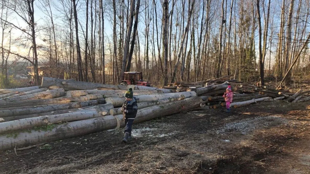 Umgeschnittene Bäume auf der Neuen-Welt-Höhe in St. Peter