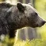 Den Bewohnern der weiteren Umgebung von Škofljica wurde geraten, Spaziergänge im Wald zu meiden (Symbolfoto)